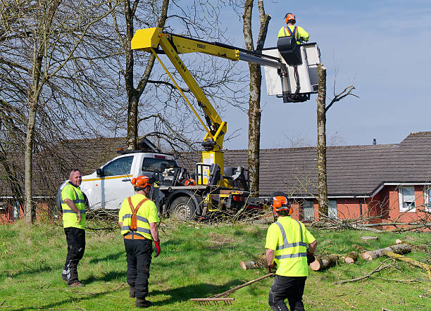 Tree service crew with a bucket truck working at a residential property