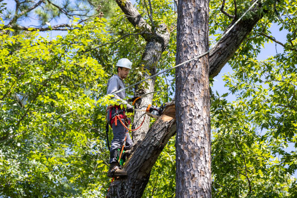 Climbing arborist rigging a rope to safely take down a large tree
